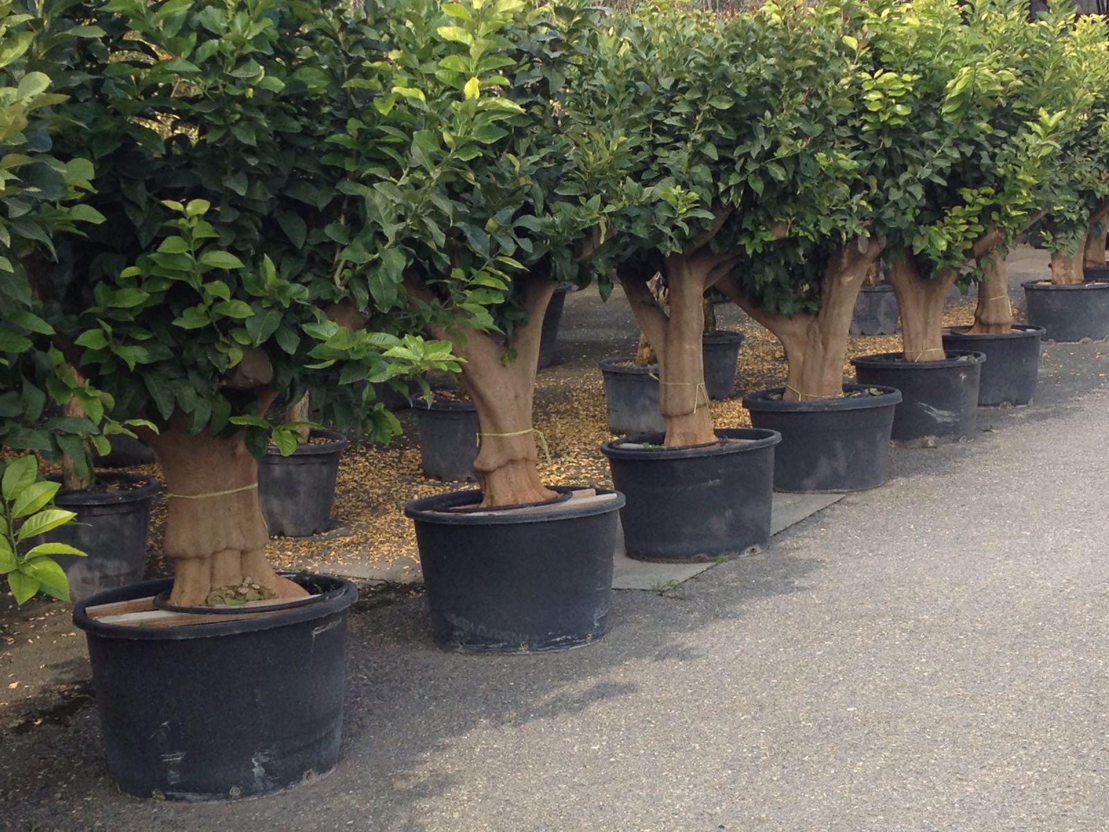 LIMONI ESEMPLARI ORNAMENTALI COLLEZIONE